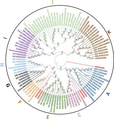 Genome-wide identification and expression analysis of the HVA22 gene family in cotton and functional analysis of GhHVA22E1D in drought and salt tolerance